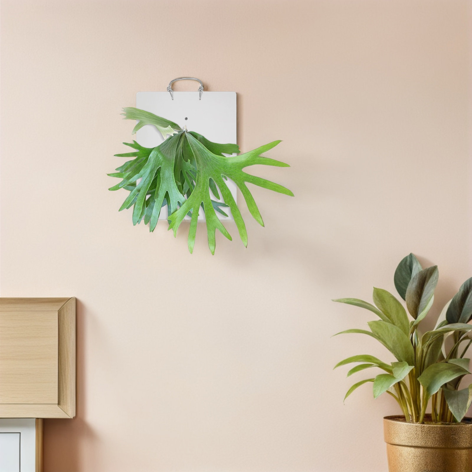 Fern Mounting Board 9.43x7.07x - Vertical Wall Planter บทวิจารณ์และราคา