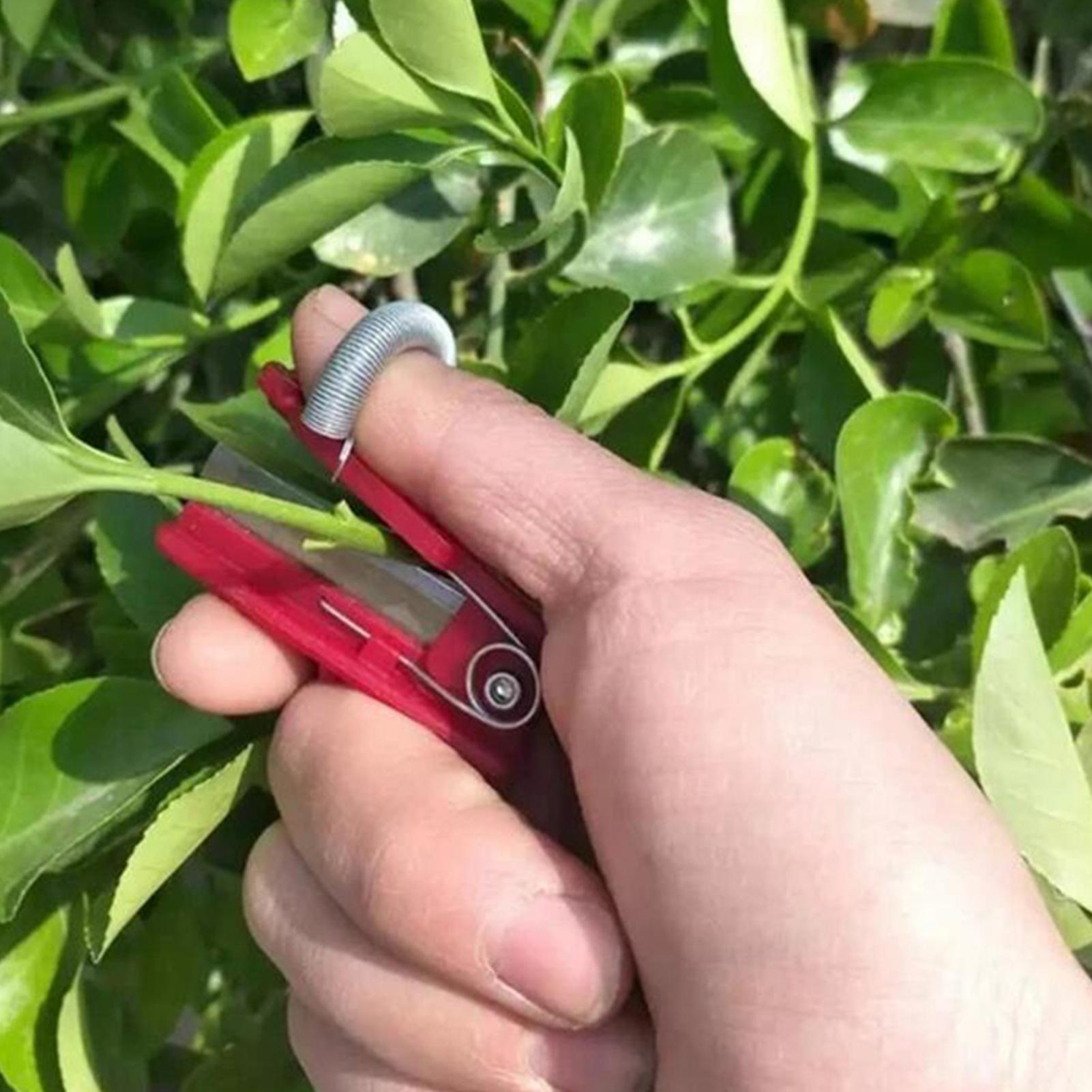 Red Vegetable Fruit Harvesting - Harvest Knife Garden บทวิจารณ์และราคา