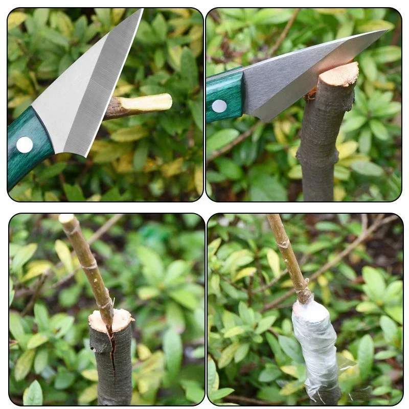 Stainless Steel Grafting Knife - Harvest Knife Garden บทวิจารณ์และราคา