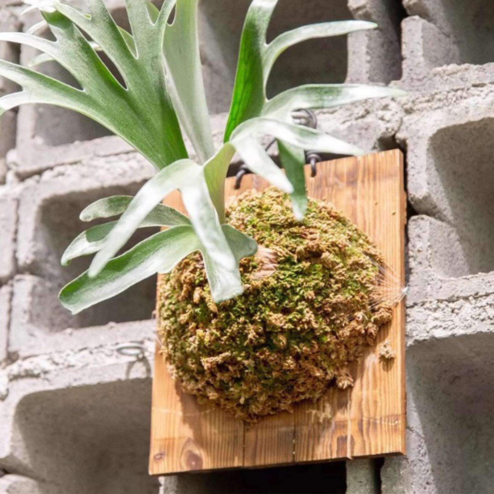 1Pcs Indoor Wood Staghorn Fern - Vertical Wall Planter บทวิจารณ์และราคา