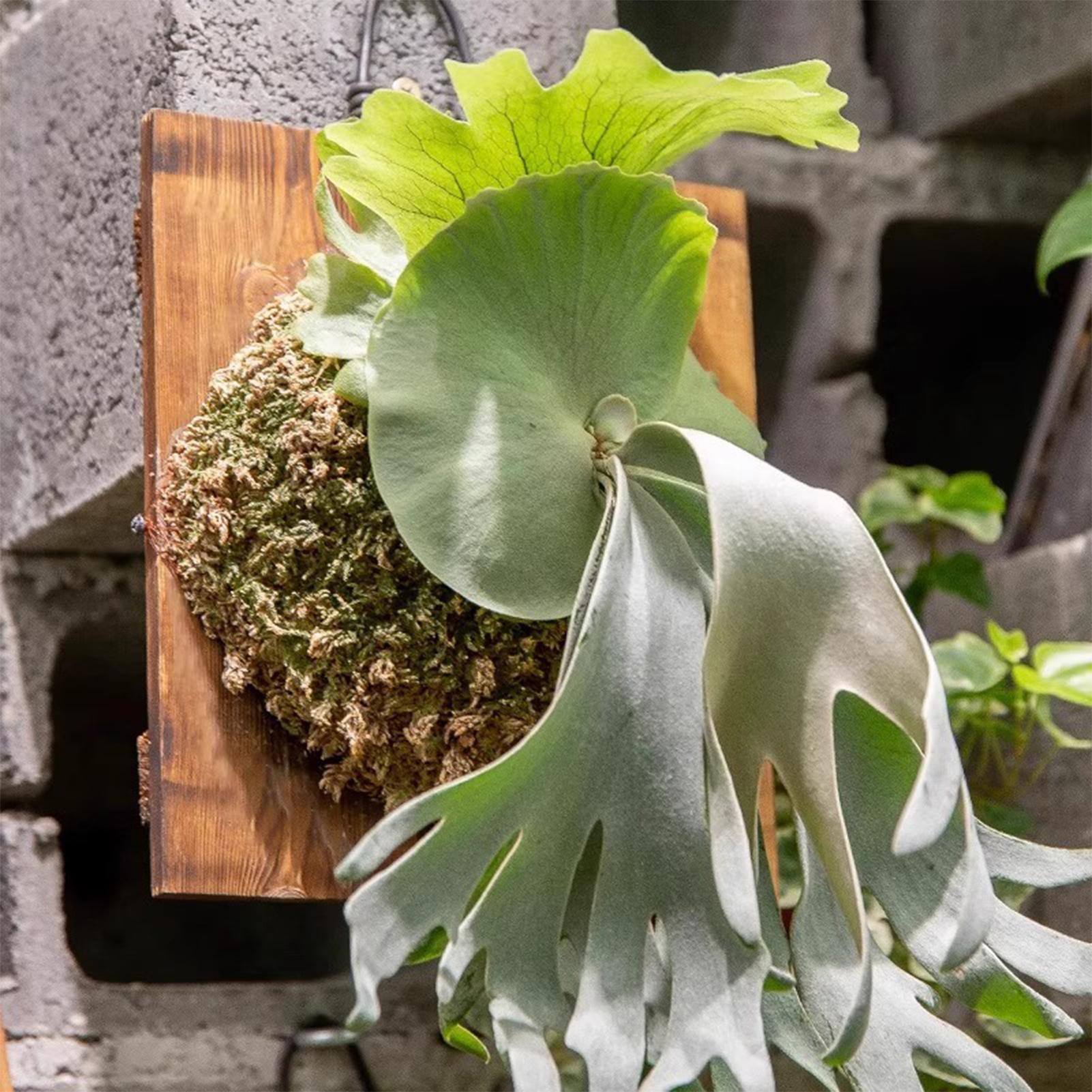 1Pcs Indoor Wood Staghorn Fern - Vertical Wall Planter บทวิจารณ์และราคา