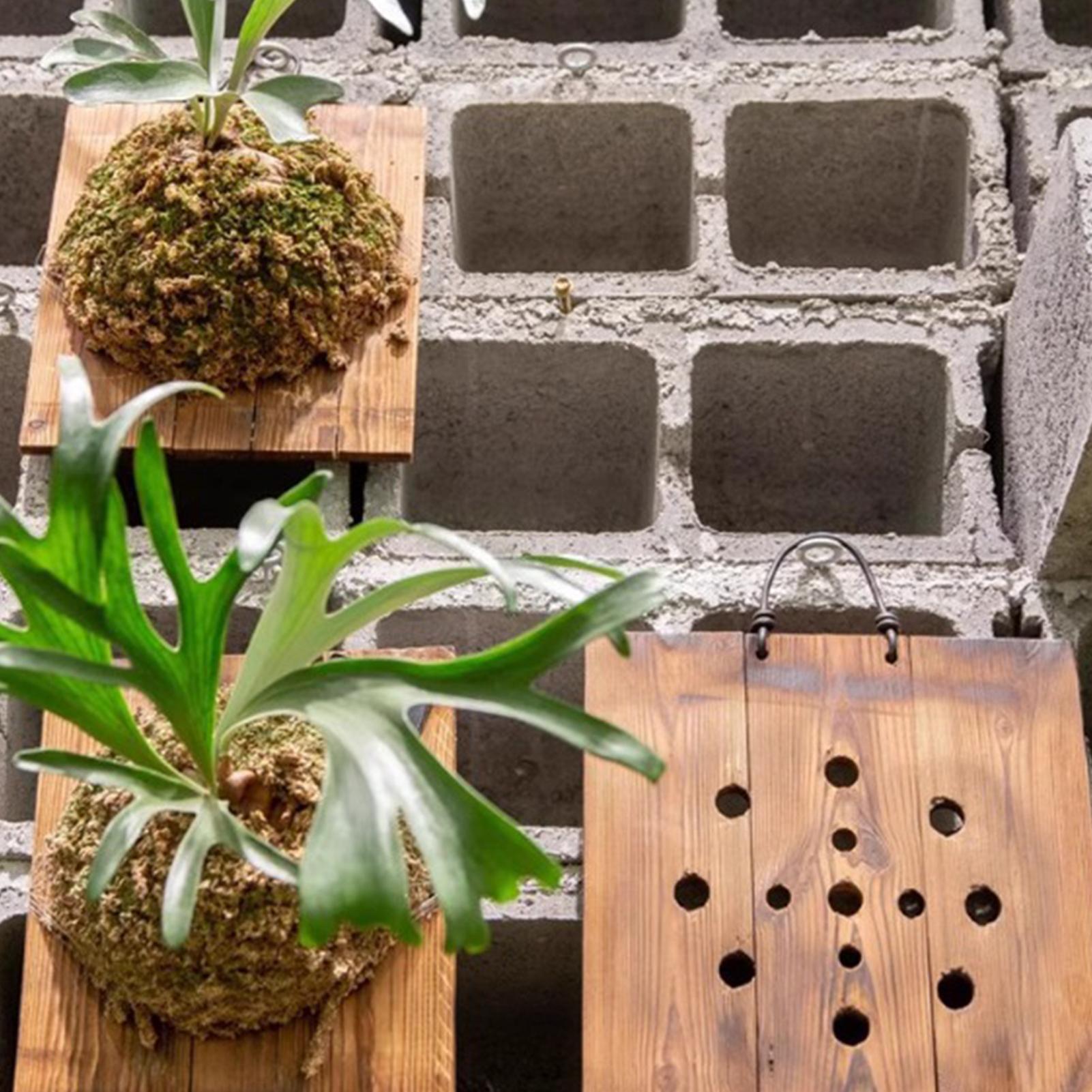 1Pcs Indoor Wood Staghorn Fern - Vertical Wall Planter บทวิจารณ์และราคา