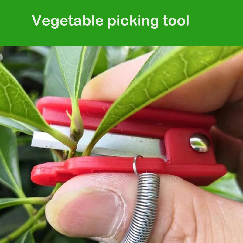 Knife Separator Vegetable Frui - Harvest Knife Garden บทวิจารณ์และราคา