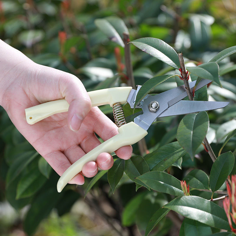 1PC Stainless Steel Pruning Sc - Gardening Tools To Cut Branches บทวิจารณ์และราคา